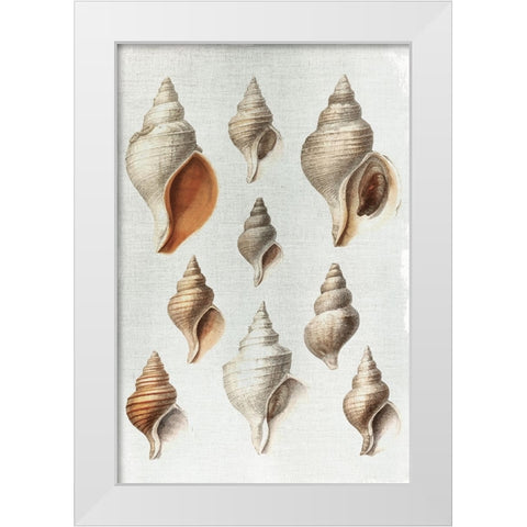 Conch Shells White Modern Wood Framed Art Print by Allen, Kimberly