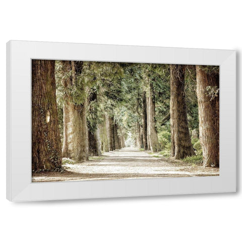 Along the Path White Modern Wood Framed Art Print by Kimberly, Allen