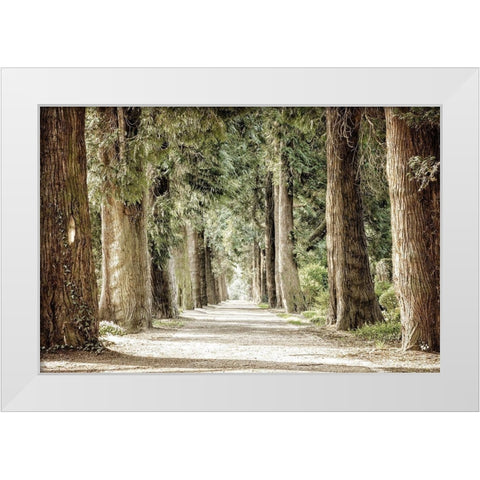 Along the Path White Modern Wood Framed Art Print by Kimberly, Allen