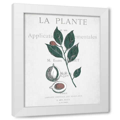 Botanical 3 White Modern Wood Framed Art Print by Kimberly, Allen