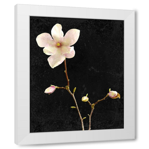 Magnolia on Black 1 White Modern Wood Framed Art Print by Kimberly, Allen
