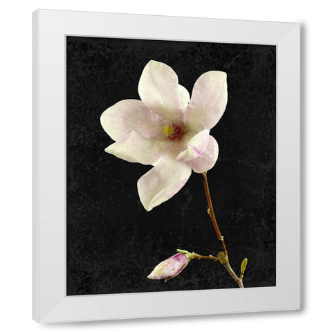 Magnolia on Black 2 White Modern Wood Framed Art Print by Kimberly, Allen