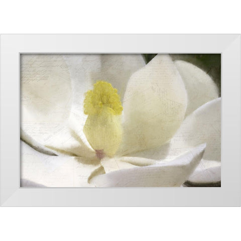 Carte Postale Magnolia Bloom White Modern Wood Framed Art Print by Kimberly, Allen