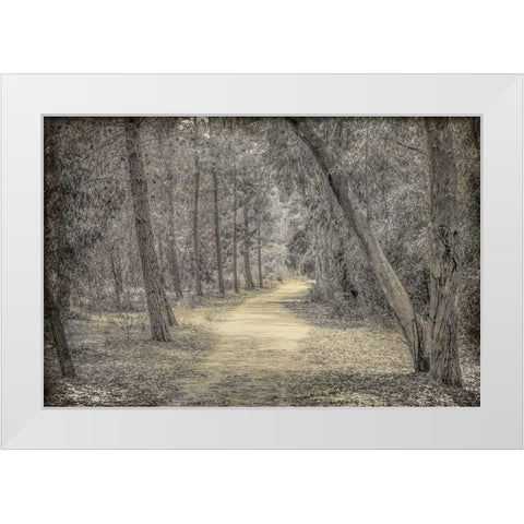 Forest of Dreams White Modern Wood Framed Art Print by Kimberly, Allen