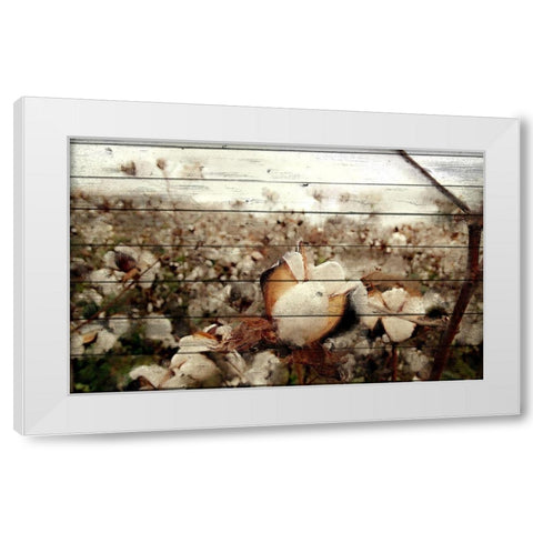 Cotton Field 1 White Modern Wood Framed Art Print by Kimberly, Allen