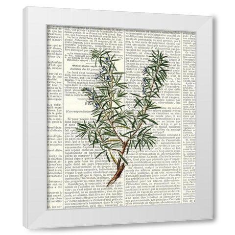 Fresh Herbs 1 White Modern Wood Framed Art Print by Allen, Kimberly
