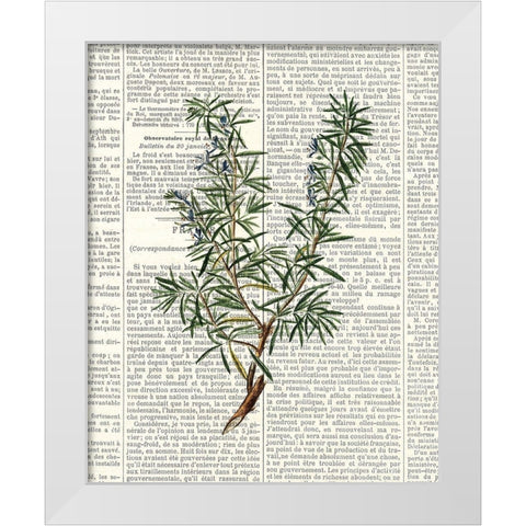 Fresh Herbs 1 White Modern Wood Framed Art Print by Allen, Kimberly
