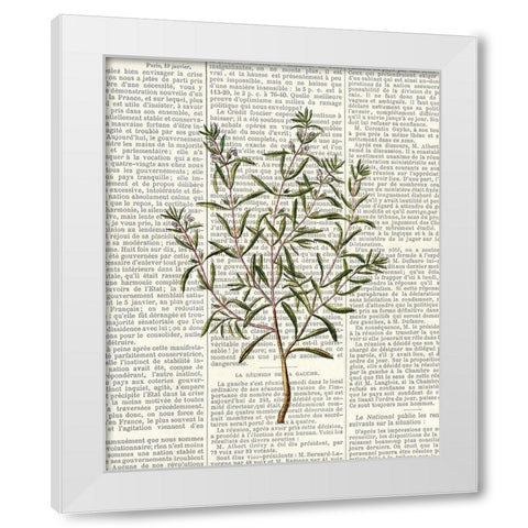 Fresh Herbs 2 White Modern Wood Framed Art Print by Allen, Kimberly