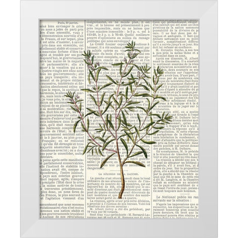 Fresh Herbs 2 White Modern Wood Framed Art Print by Allen, Kimberly