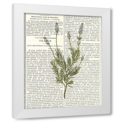 Fresh Herbs 4 White Modern Wood Framed Art Print by Allen, Kimberly