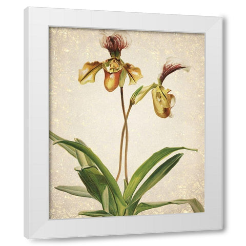 Orchids  1 White Modern Wood Framed Art Print by Kimberly, Allen