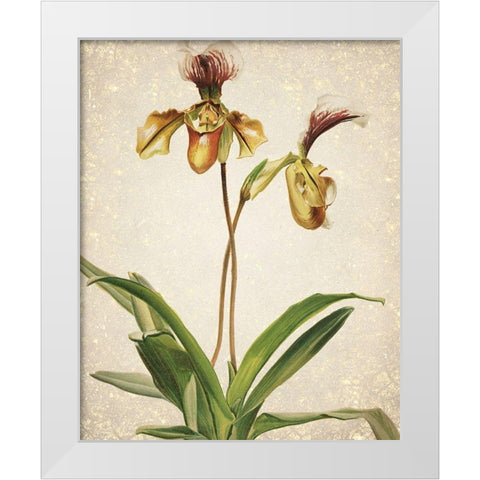 Orchids  1 White Modern Wood Framed Art Print by Kimberly, Allen