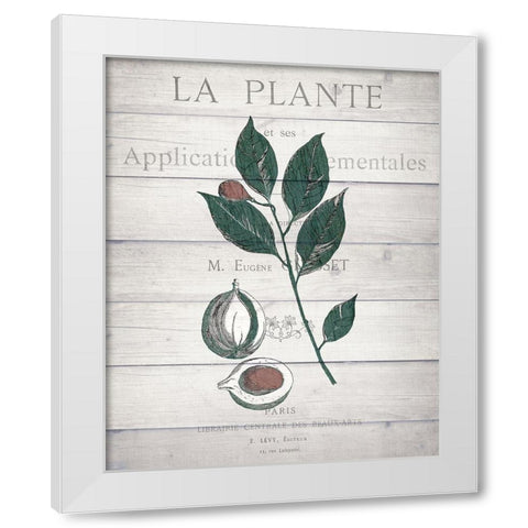 Botanical C v2 White Modern Wood Framed Art Print by Kimberly, Allen