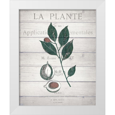 Botanical C v2 White Modern Wood Framed Art Print by Kimberly, Allen
