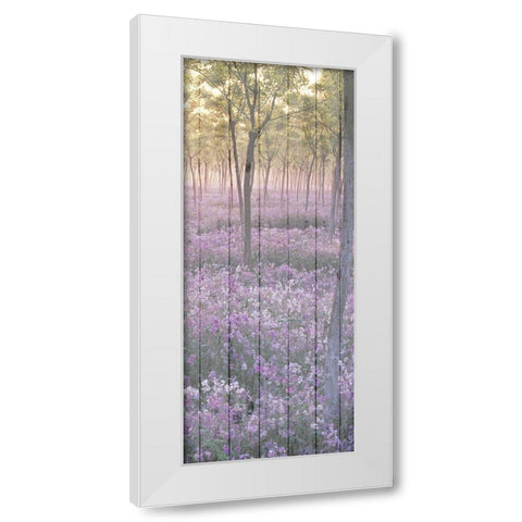 Sunset through the Trees 2 White Modern Wood Framed Art Print by Kimberly, Allen