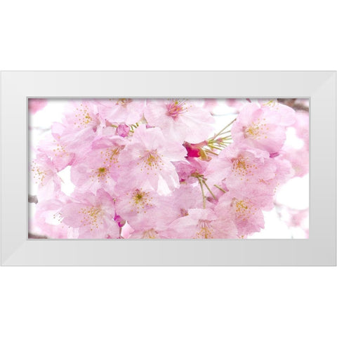 Paris in Bloom 2 White Modern Wood Framed Art Print by Kimberly, Allen