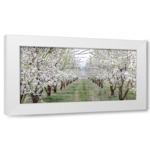 Countryside White Modern Wood Framed Art Print by Kimberly, Allen