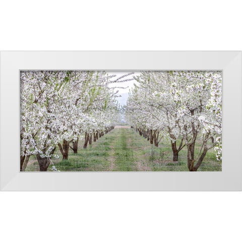 Countryside White Modern Wood Framed Art Print by Kimberly, Allen