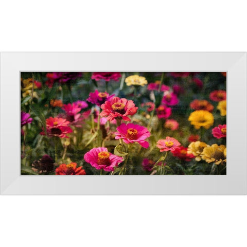 Zinnias in Bloom White Modern Wood Framed Art Print by Kimberly, Allen