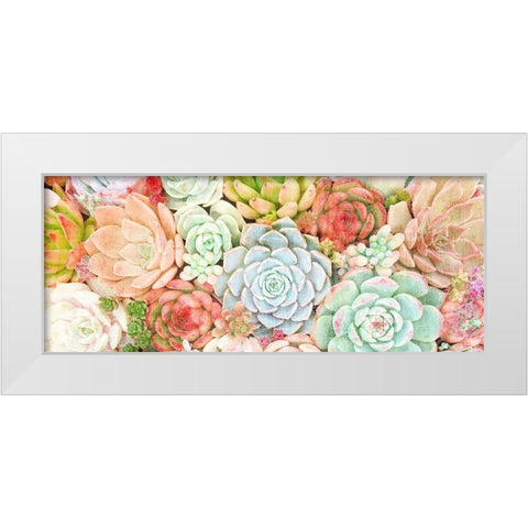 Colorful Succulents 1 White Modern Wood Framed Art Print by Kimberly, Allen