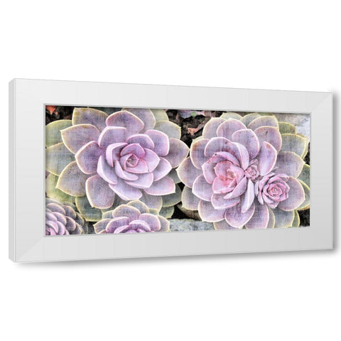 Succulents White Modern Wood Framed Art Print by Allen, Kimberly