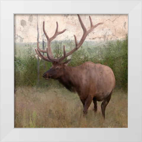Elk Stride White Modern Wood Framed Art Print by Allen, Kimberly