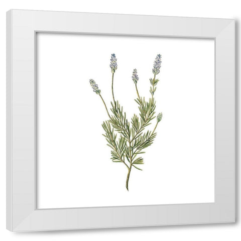 Herbs square 1 White Modern Wood Framed Art Print by Kimberly, Allen