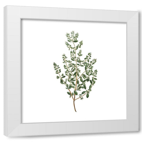 Herbs square 2 White Modern Wood Framed Art Print by Kimberly, Allen