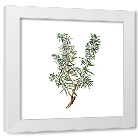 Herbs square 3 White Modern Wood Framed Art Print by Kimberly, Allen