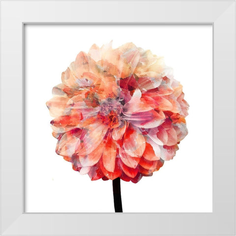 Painted Dahlia 1 White Modern Wood Framed Art Print by Kimberly, Allen
