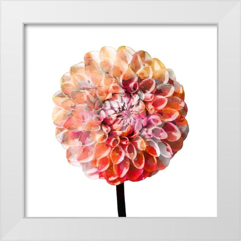 Painted Dahlia 2 White Modern Wood Framed Art Print by Kimberly, Allen