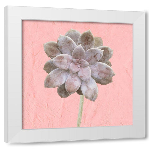 Succulent Pink White Modern Wood Framed Art Print by Kimberly, Allen