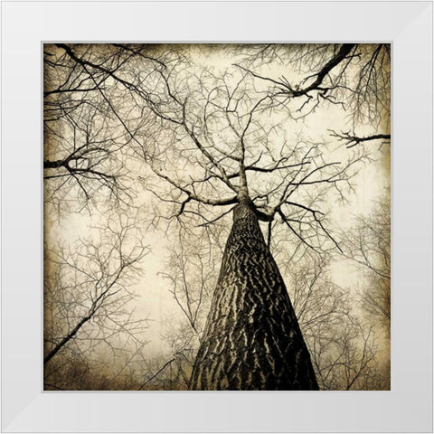 Enchanted Forest 2 White Modern Wood Framed Art Print by Allen, Kimberly