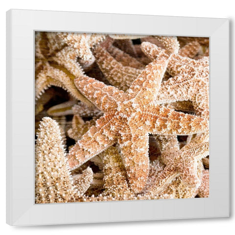 Starfish Beach 2 v2 White Modern Wood Framed Art Print by Kimberly, Allen