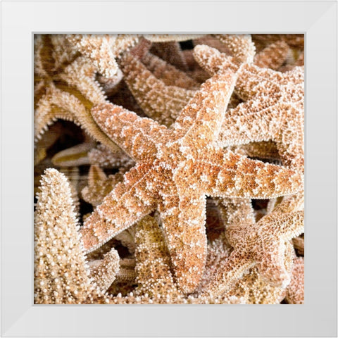 Starfish Beach 2 v2 White Modern Wood Framed Art Print by Kimberly, Allen