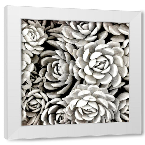 Succulent Blooms White Modern Wood Framed Art Print by Kimberly, Allen