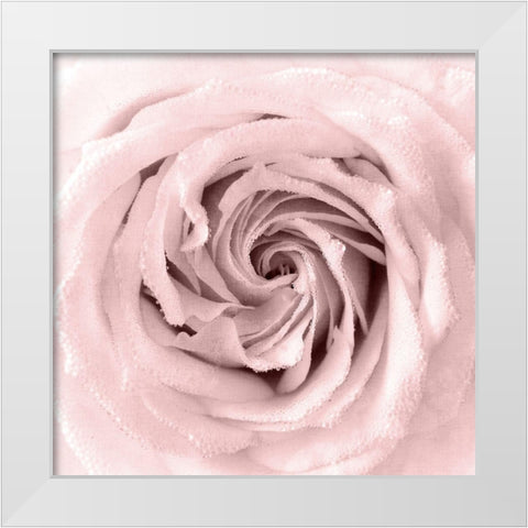 Rose Center 1 White Modern Wood Framed Art Print by Kimberly, Allen