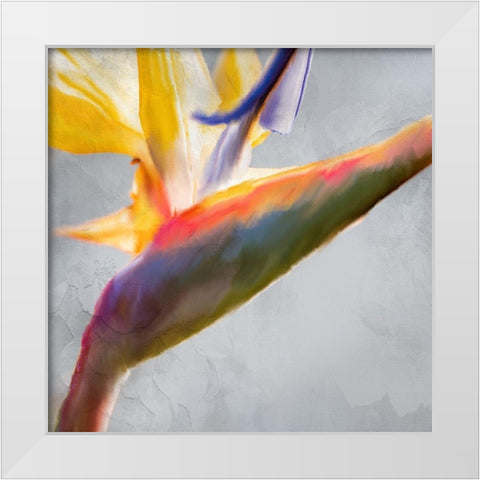 Strelitzia 1 White Modern Wood Framed Art Print by Kimberly, Allen