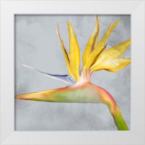 Strelitzia 2 White Modern Wood Framed Art Print by Kimberly, Allen