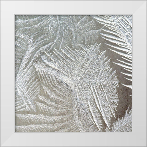 Frosted Fern 1 White Modern Wood Framed Art Print by Kimberly, Allen