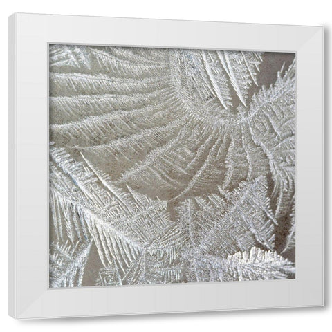 Frosted Fern 2 White Modern Wood Framed Art Print by Kimberly, Allen