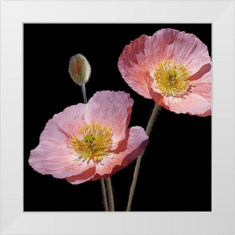 Be Still 2 White Modern Wood Framed Art Print by Kimberly, Allen