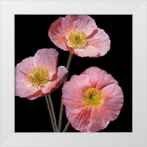 Be Still 3 White Modern Wood Framed Art Print by Kimberly, Allen