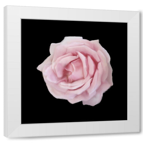 Perfume Roses 2 White Modern Wood Framed Art Print by Allen, Kimberly