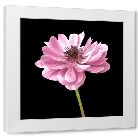 He Heals Blossoms 2 White Modern Wood Framed Art Print by Allen, Kimberly