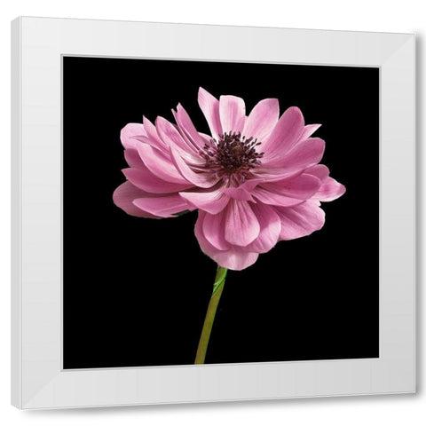 Pink Paris 2 White Modern Wood Framed Art Print by Allen, Kimberly