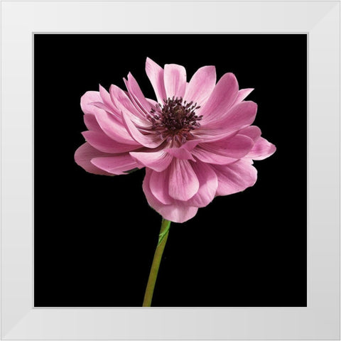 Pink Paris 2 White Modern Wood Framed Art Print by Allen, Kimberly