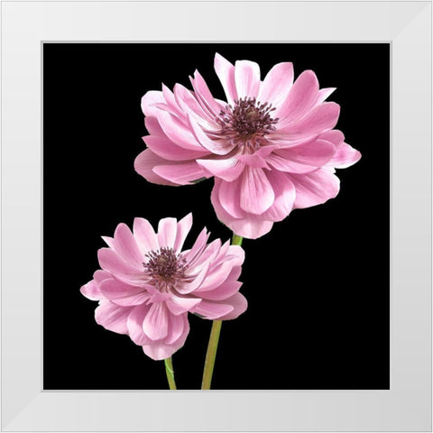 He Heals Blossoms 3 White Modern Wood Framed Art Print by Allen, Kimberly