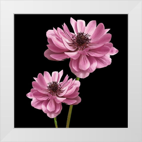 Pink Paris 3 White Modern Wood Framed Art Print by Allen, Kimberly