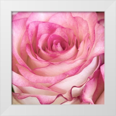 Strength Rose 3 White Modern Wood Framed Art Print by Allen, Kimberly